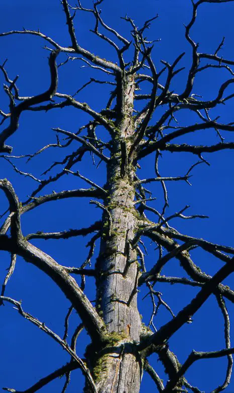 Dead tree in Patvinsuo