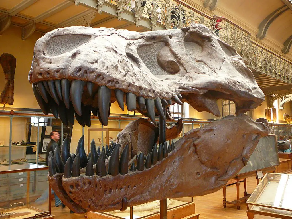 T-REX Galerie de Paléontologie, Muséum National d'Histoire Naturelle