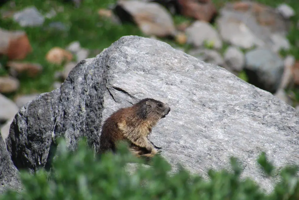 Alpenmarmot - Marmotta marmotta