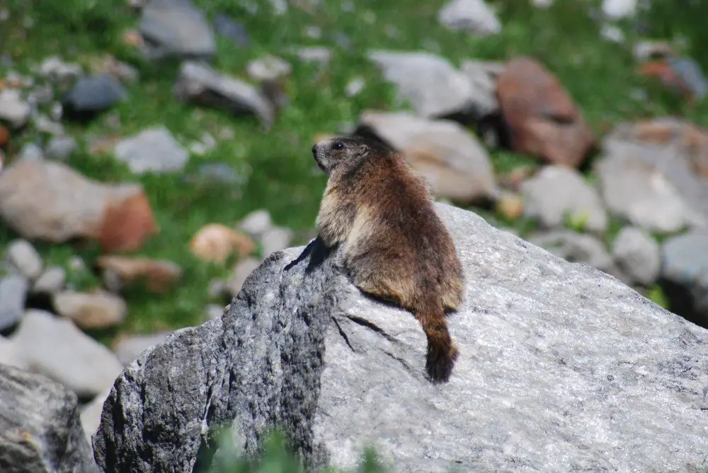 Alpenmarmot - Marmotta marmotta