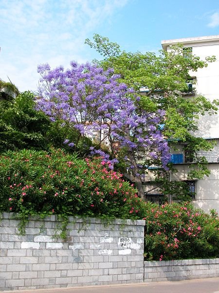 每年五月开紫色花的树 厦大白城 Mapio Net