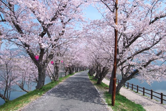 立岡自然公園の桜 The Cherry Tree Of Tachioka Nature Park Mapio Net