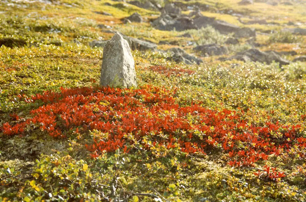 Ripris/Mountain bearberry near the lake Guossjájávrre south of Vaisaluokta. Norrbotten County (northern Lapland). September 1991 