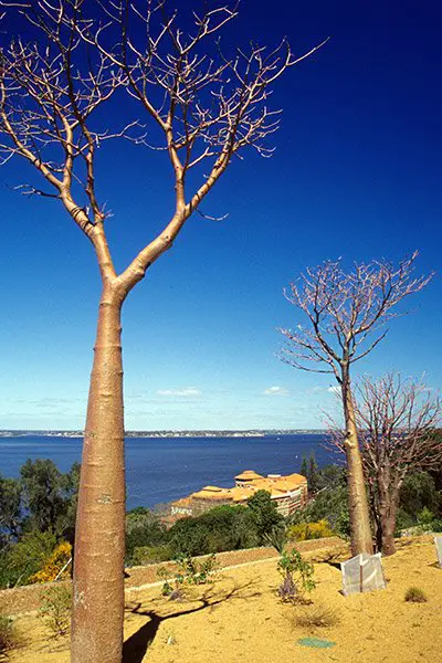 Boab Trees in King's Park, Perth