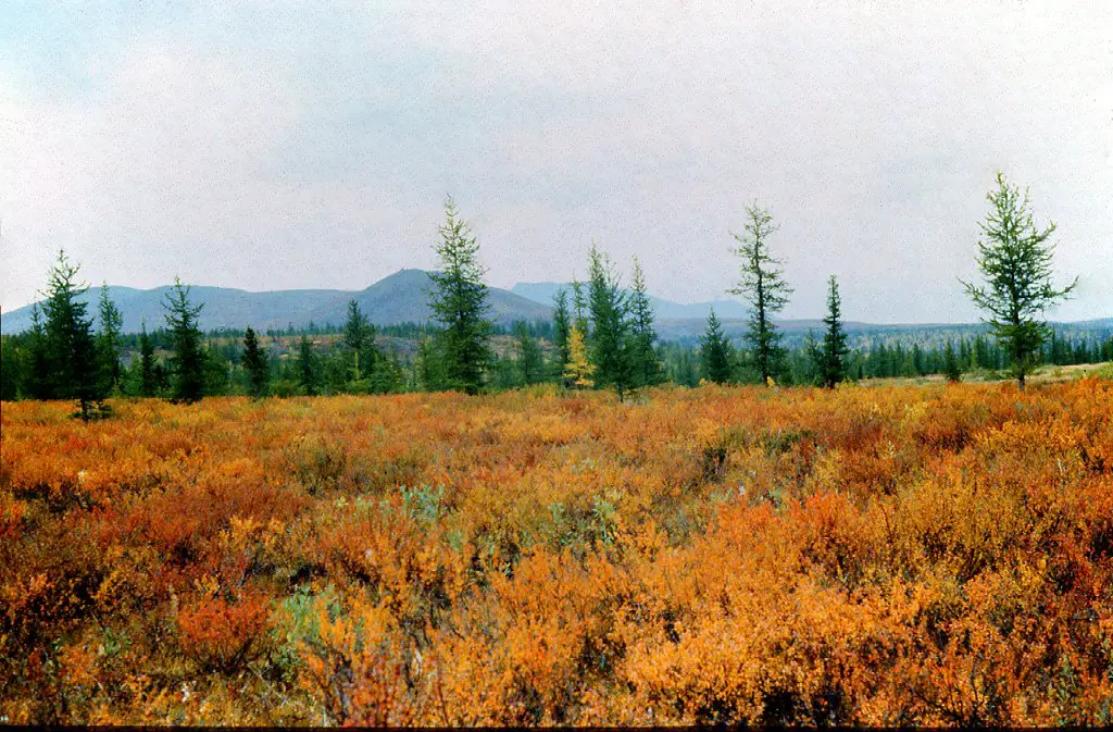 Осенняя лесотундра (водораздел рек Тыкотлова и Балбанью). 