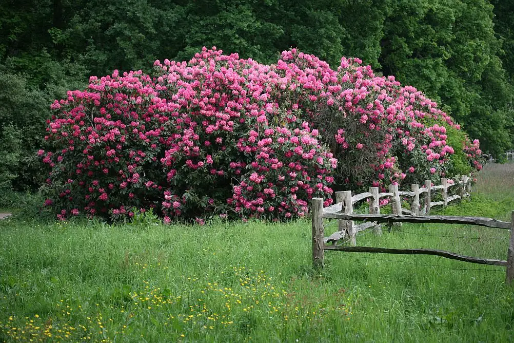 Rhododendron bushes at De Horsten