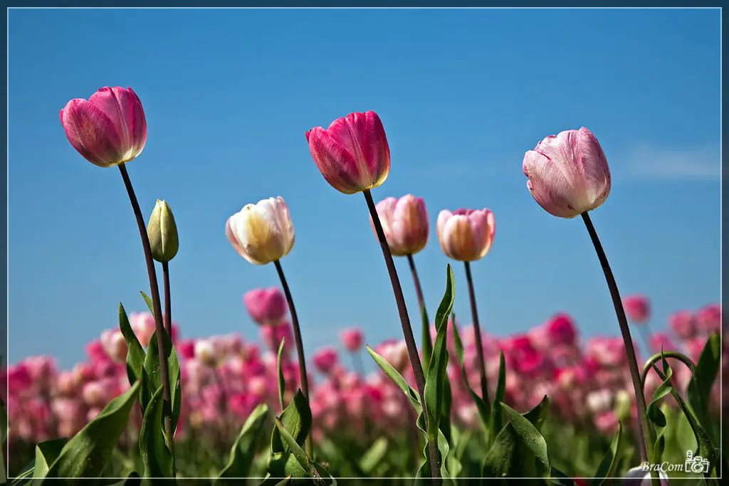 Tulpen / Tulips "Gander's Rhapsody"