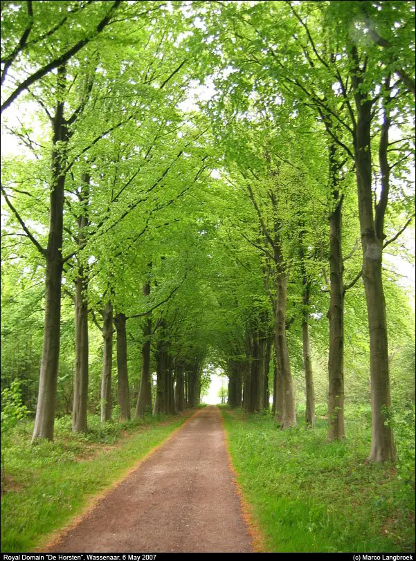 Royal Domain De Horsten, Wassenaar: tree-lined lane