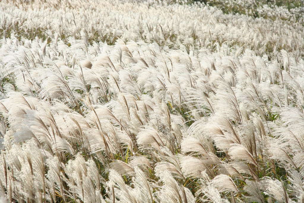 生石高原ススキ野原 Silver Grass Field Of Oishi Plateau Mapio Net