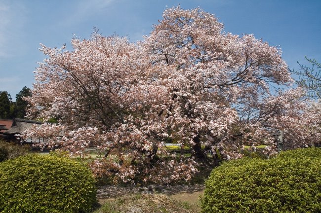 狩宿の下馬桜 Kariyadono Gebazakura Park Shizuoka Pref Japan Mapio Net