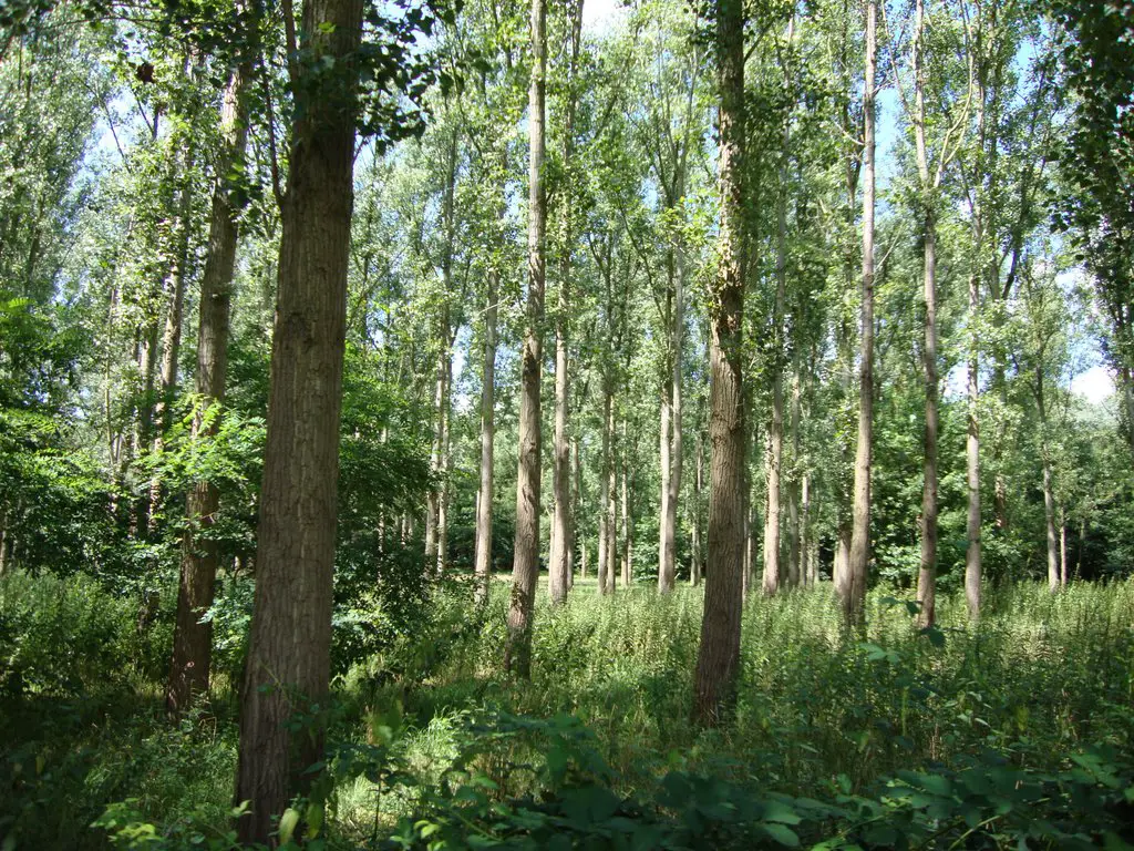 De Rucphense bossen