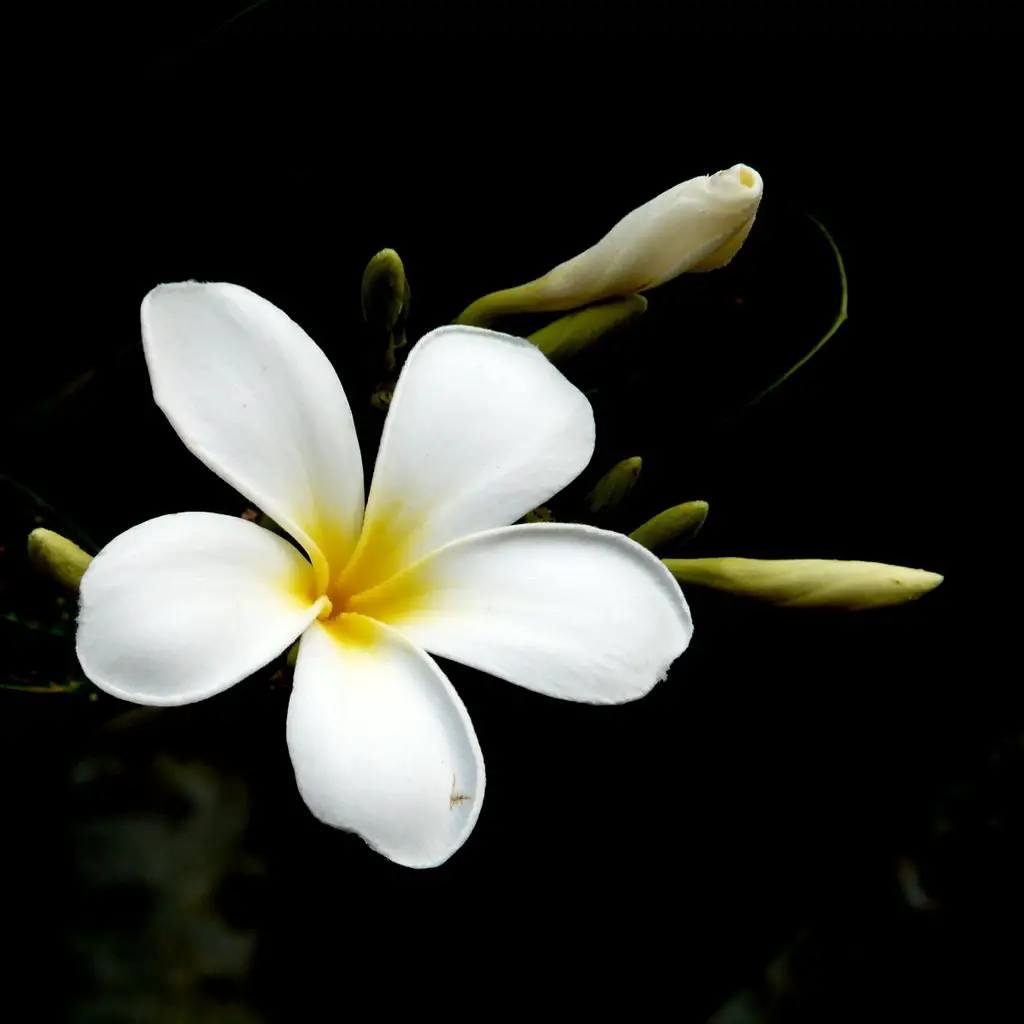 Cây hoa sứ  Cây cảnh Hà Nội