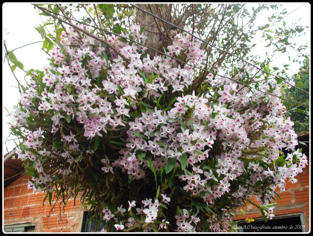 Dendrobium nobile (Olho-de-Boneca) a mais popular das orquídeas!!!! |  Mapio.net