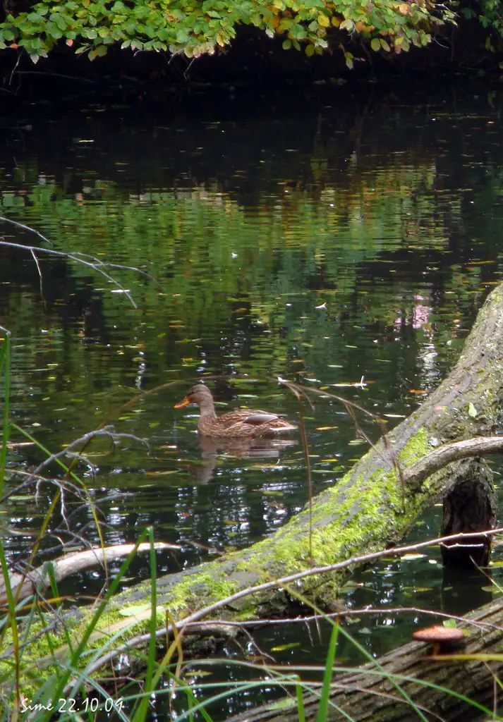 Der Teich im Herbst mit Ente und Pilz