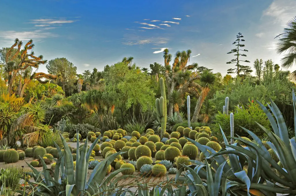 Desert Garden With Henri Rousseau Colors Huntington Botanical