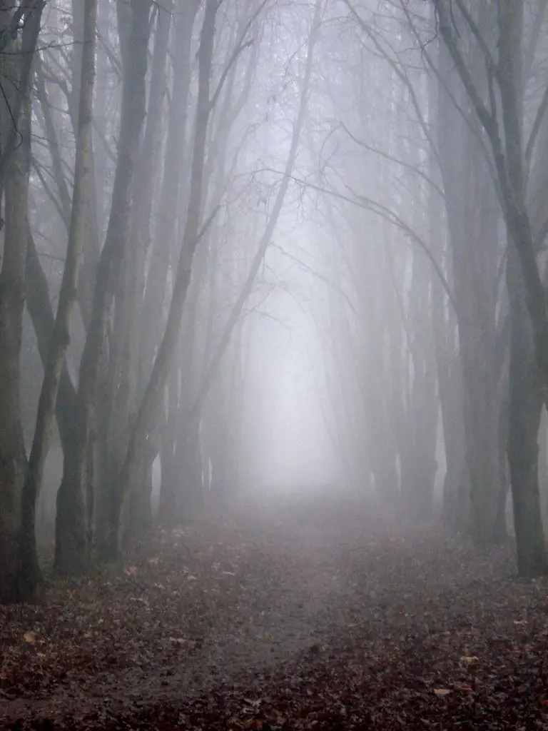The trail into the unknown (foggy autumn day)