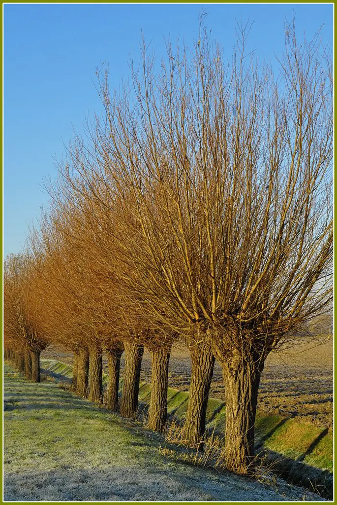 Numansdorp - Willows along the Korteweg
