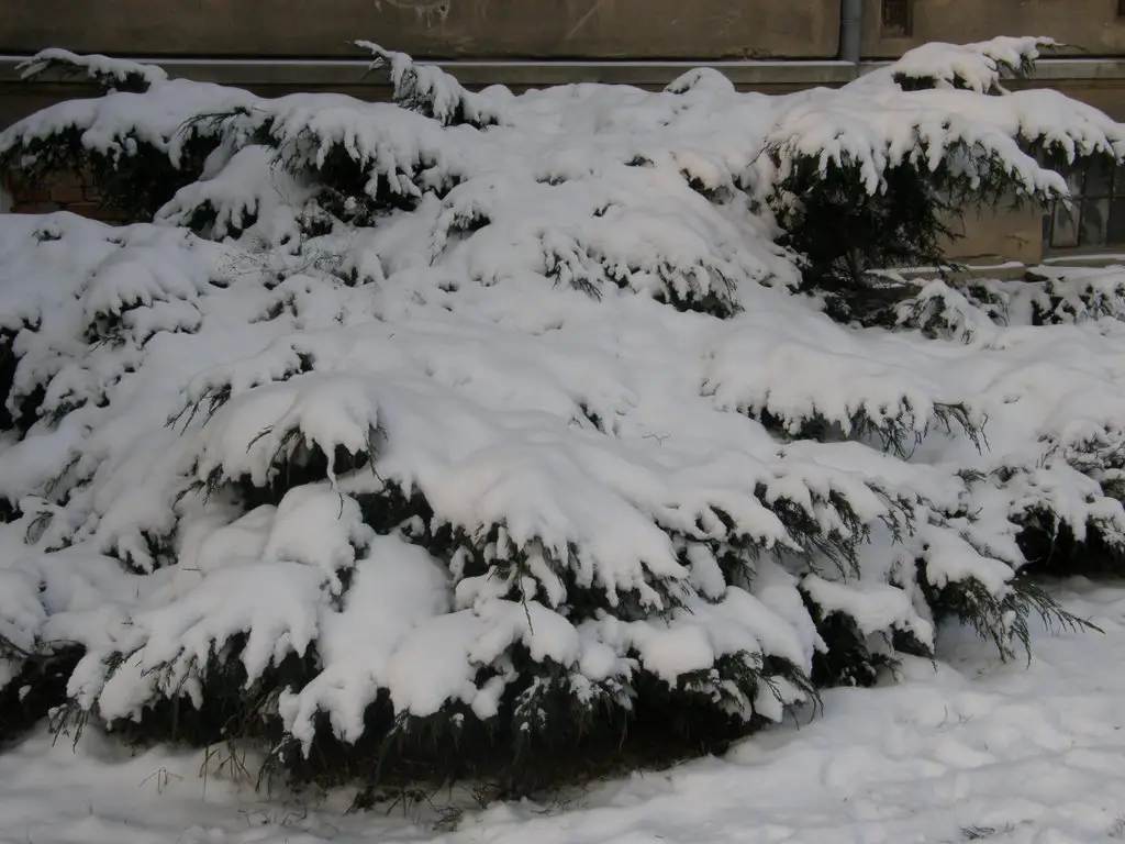 Zima v Opavě, 16 (Winter in Opava), Czech Republic