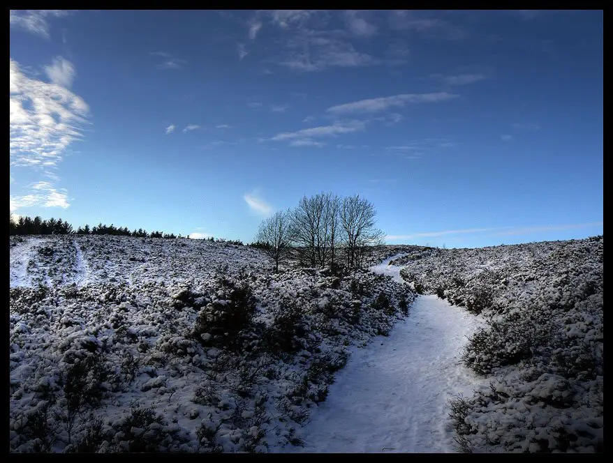 Sneeuw - Heide bij Wapenveld (Snow at heathland)