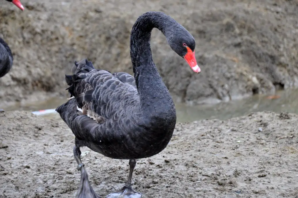BLACK SWAN [cygnus olor] wingham bird park   (1)