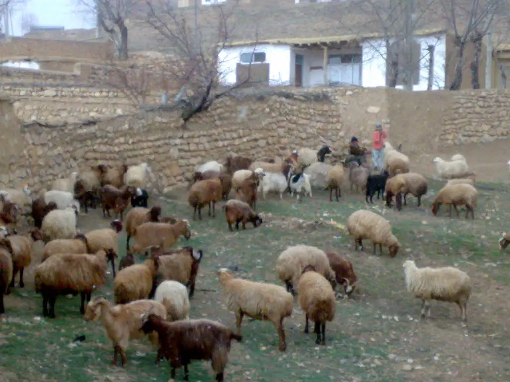 گوسفندان کربلایی عباس ،شاهکوه سفلی | Mapio.net