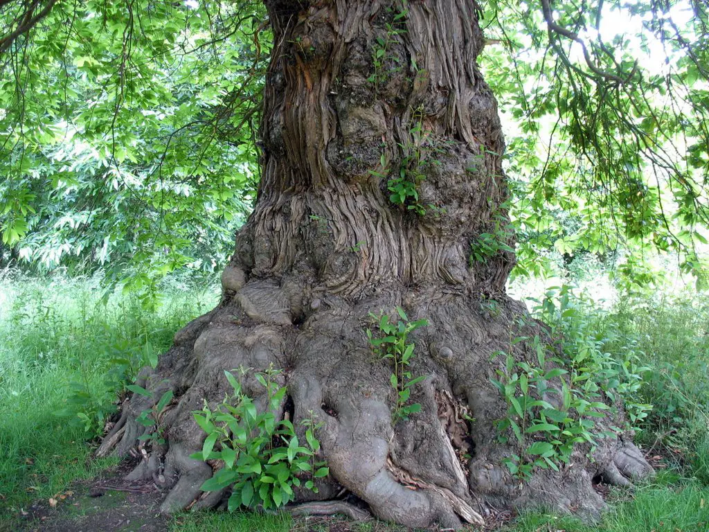 Old Tree in Goodnestone Park Garden