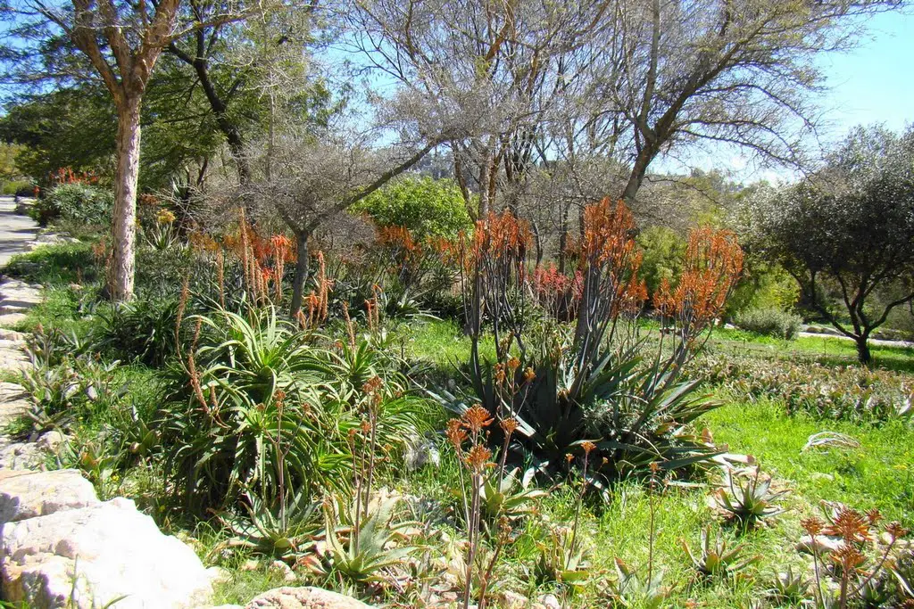Israel The Jerusalem Botanical Gardens South Africa Plants In The