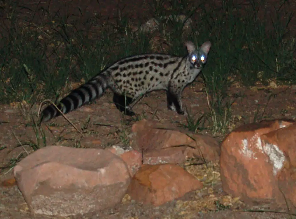 Civet Cat, Waterberg, Namibia
