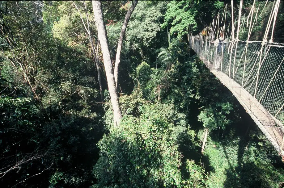 Canopy walk in Taman Negara