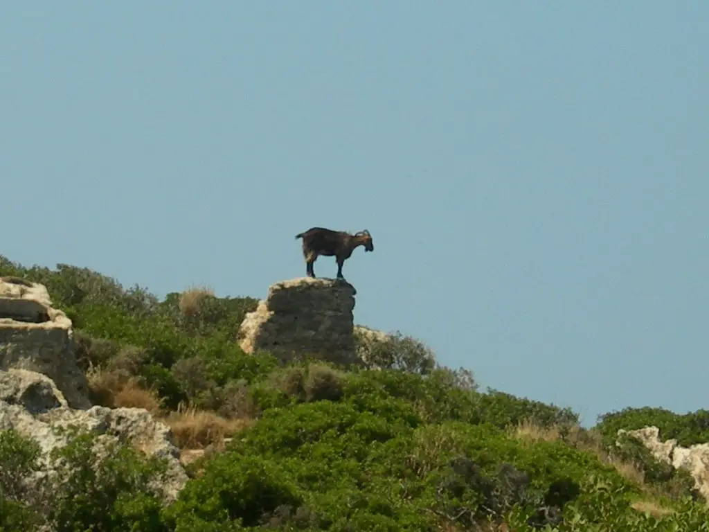 Goat on rock by Falassarna