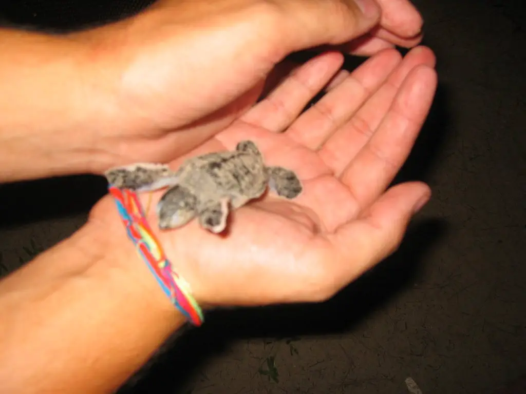 Pulau Kapas - Newborn Turtle 2006