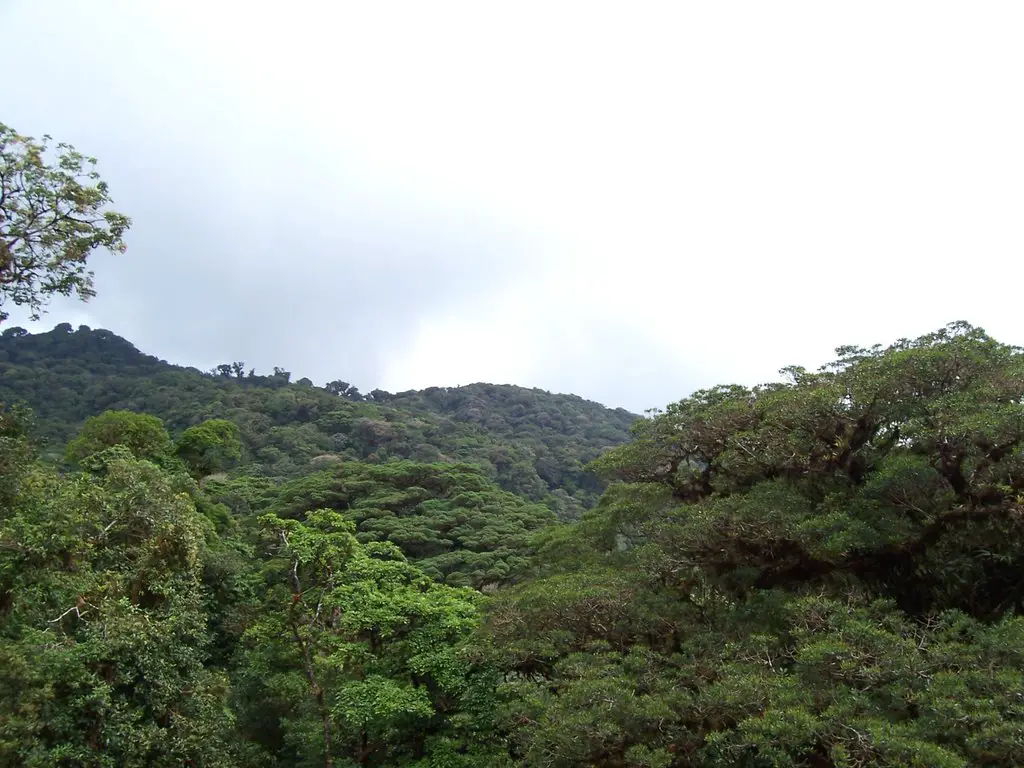 Monteverde Cloudforest