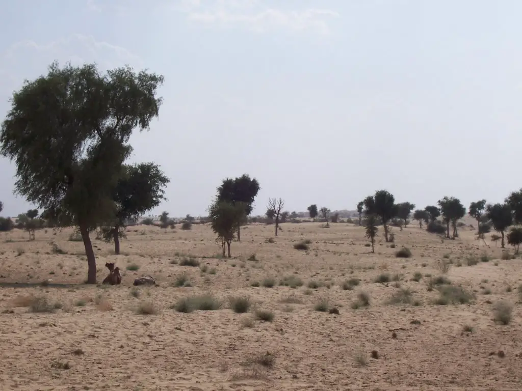 Thar Desert 2