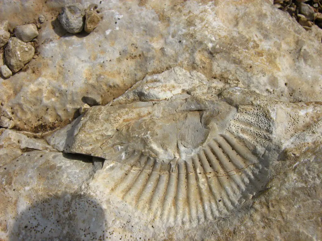 ammonite ( mirabel 07 ) 