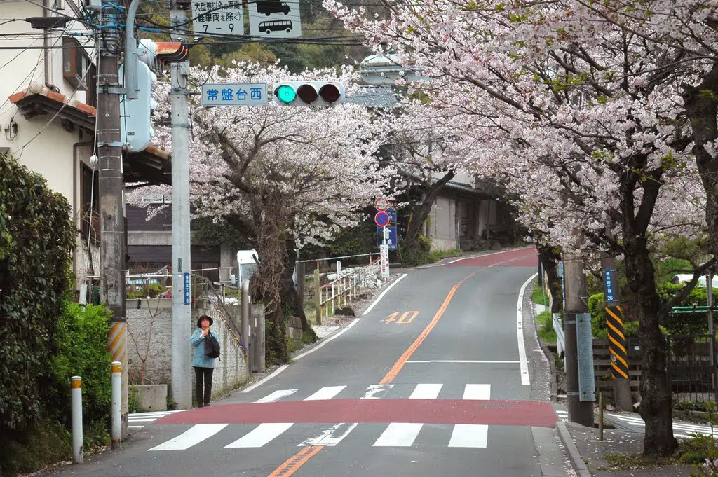 鎌倉山さくら道入り口 Beginning Of Kamakura Yama Cherry Blossoms Lane Mapio Net