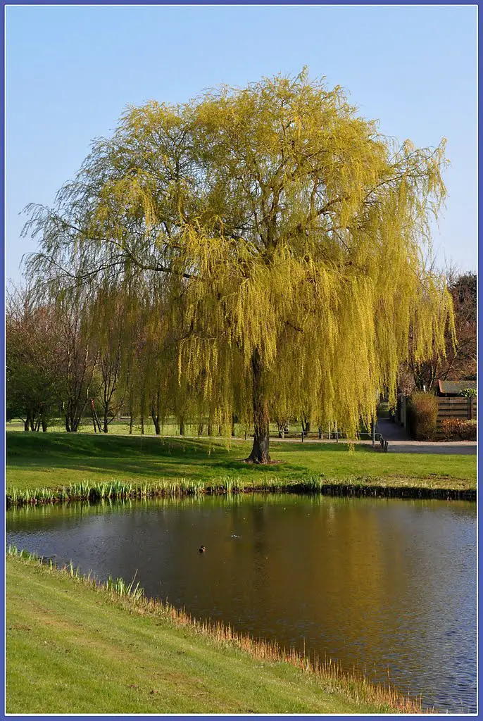 Oud-Beijerland - Weeping willow