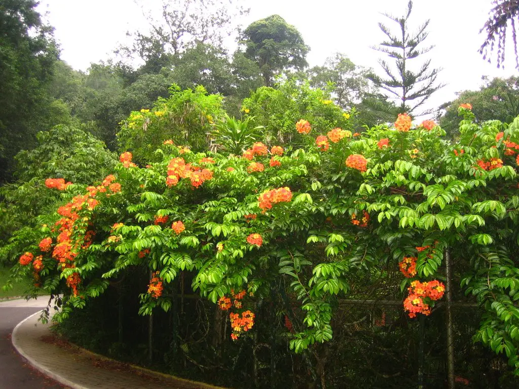 Penang Botanical Garden Mapio Net