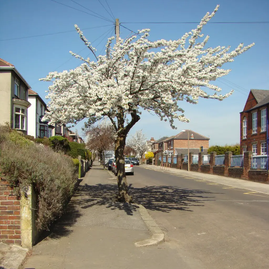 Cherry blossom tree on Marlcliffe Road, Sheffield S6