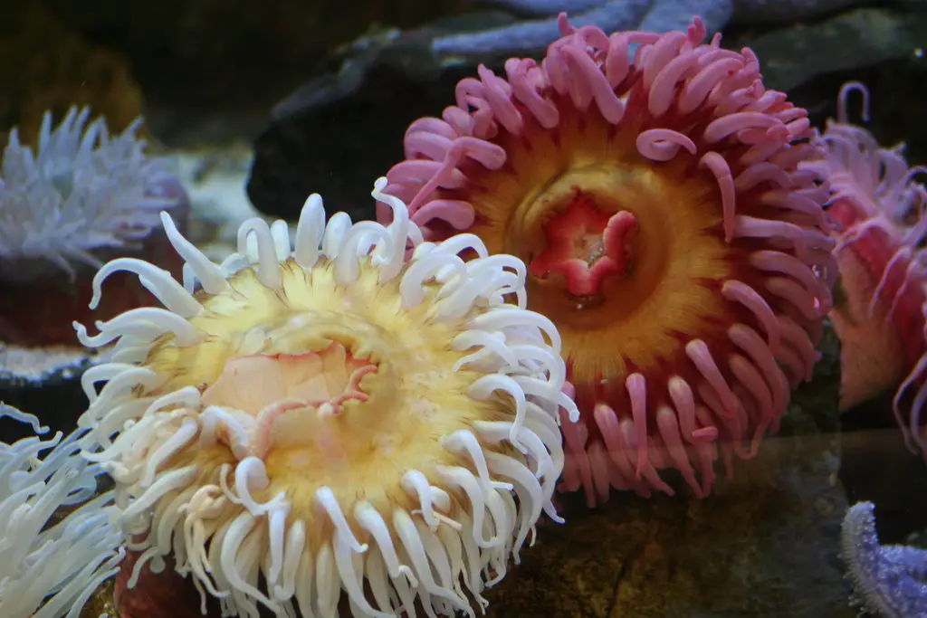 Sea Anemone At The Moody Gardens Aquarium Http En Wikipedia Org