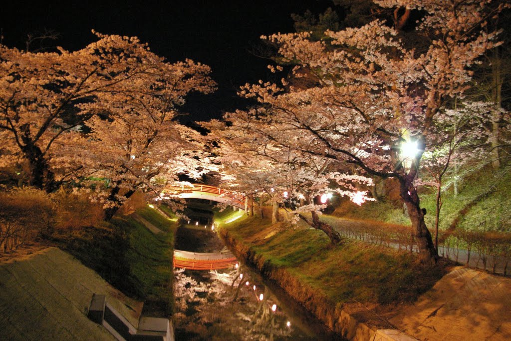 須賀川市 翠ヶ丘公園 夜桜 Mapio Net
