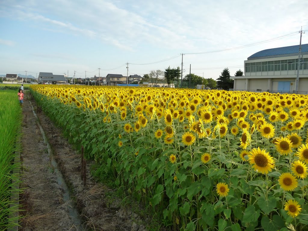 ひまわり畑 福井市灯明寺町 Sunflowers Mapio Net