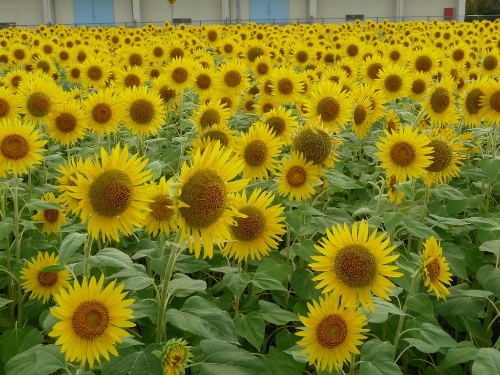 ひまわり畑 福井市灯明寺町 Sunflowers Mapio Net