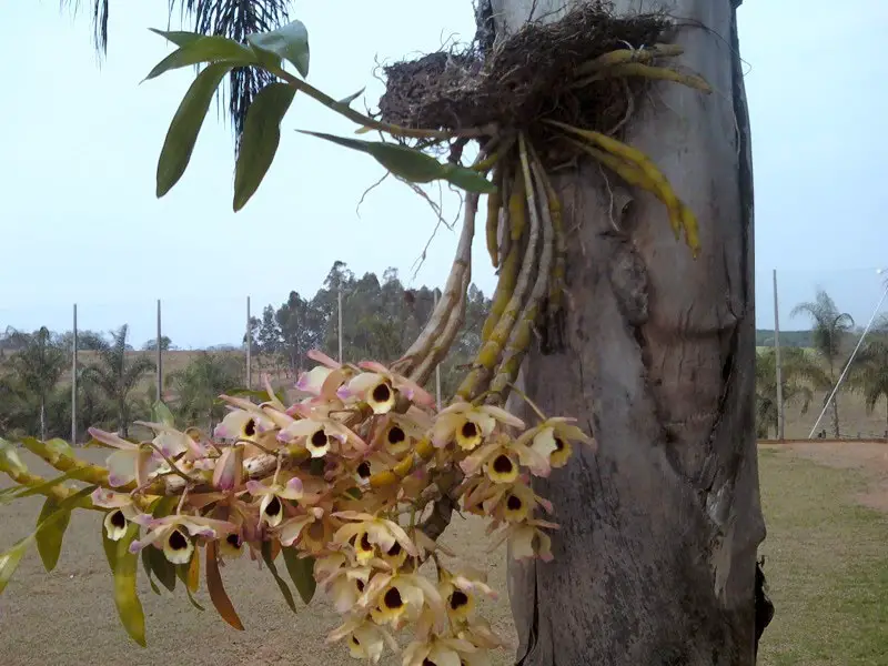 Cenas do Interior - Um coqueiro, uma parasita (orquídea) e um ninho de  passarinho, convivendo harmoniosamente. | Mapio.net
