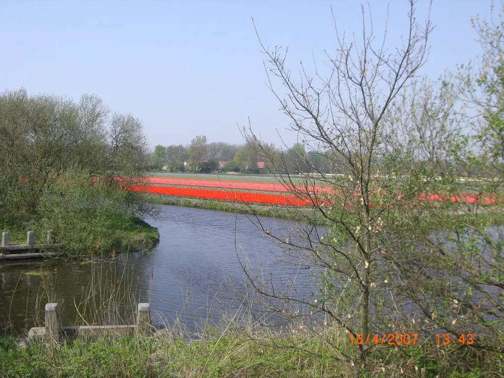 Bollenvelden in Noordwijkerhout (Trudi)