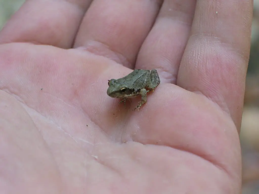 Little frog of Acheron - Βατραχάκι του Αχέροντα