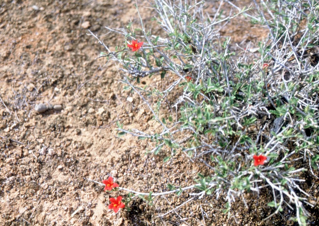 Red Flowerオガデン砂漠に咲く小さな赤い花 Mapio Net