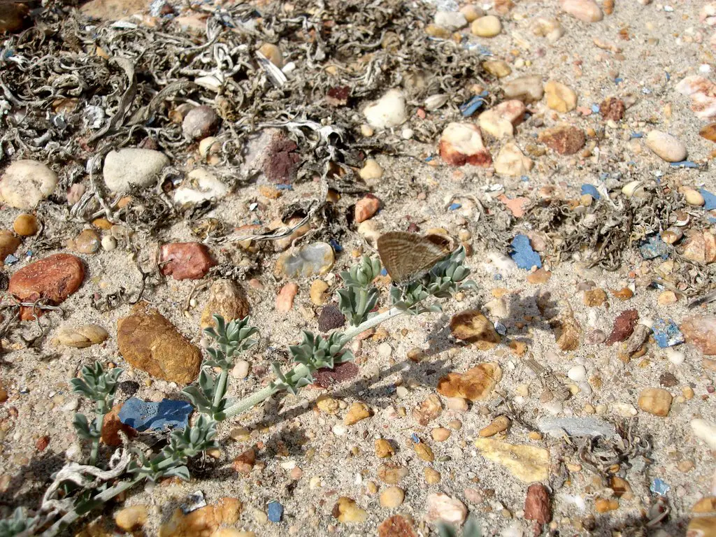 Mariposa en la playa Matalascañas.(Huelva)