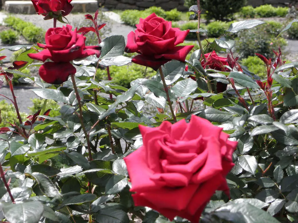 Red Roses At Deep Cut Gardens In Middletown Nj Mapio Net