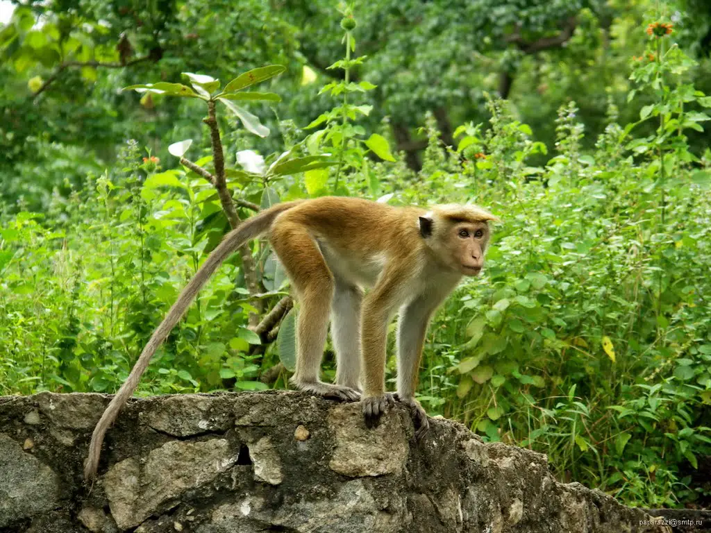 Sri Lanka Dambulla Monkey | Mapio.net