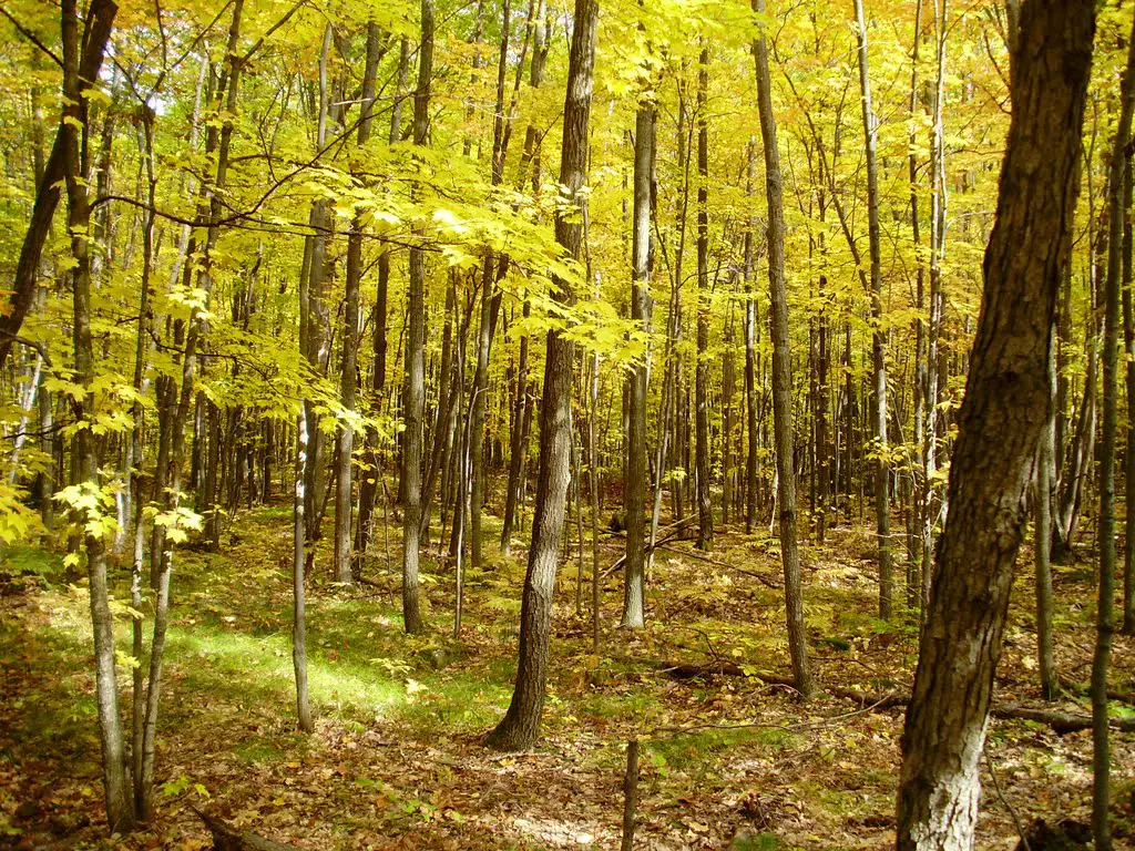 Northern hardwood forest in fall | Mapio.net